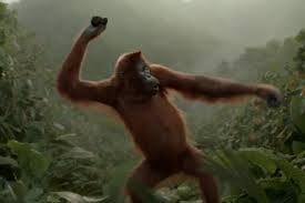 Orangutan 3